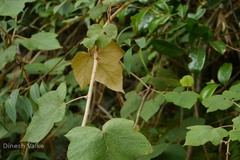 Rubus indicus